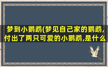 梦到小鹦鹉(梦见自己家的鹦鹉,付出了两只可爱的小鹦鹉,是什么意思)