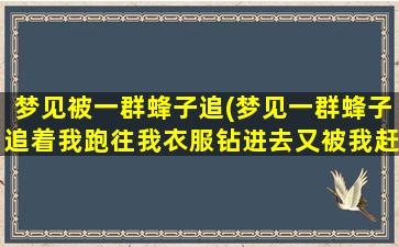 梦见被一群蜂子追(梦见一群蜂子追着我跑往我衣服钻进去又被我赶走)